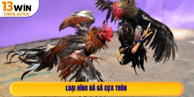Loại hình đá gà cựa tròn